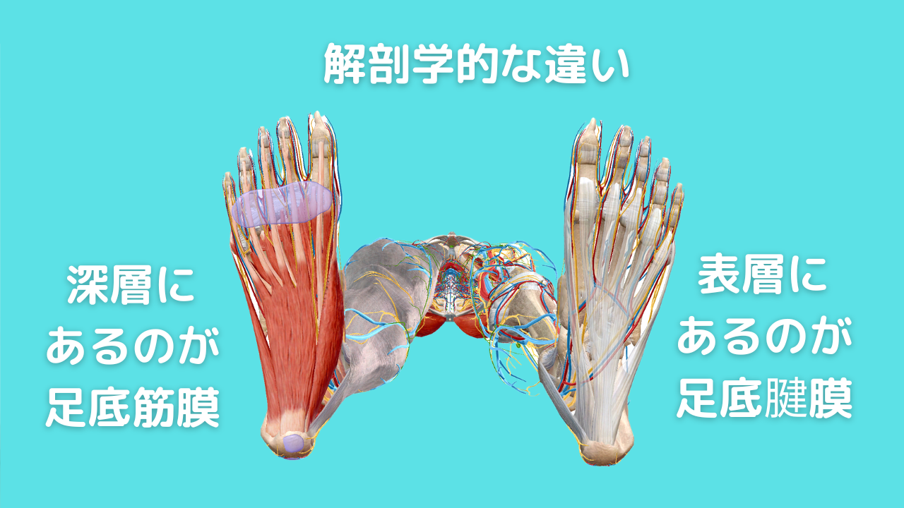 足底腱膜と足底筋膜の違い